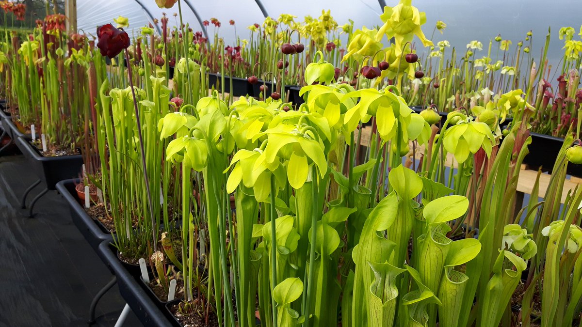 WWickedPlants's tweet photo. Seasons greetings from @WWickedPlants looking forward to next years colours ! @ScampstonHall #sarracenias #winterdormancy #rollonspring :) https://t.co/orT5fsD9tR