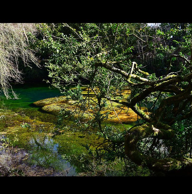 MitchellElle's tweet photo. Check out my Great Britain album https://t.co/xh3Tc8b9kY #photography #photographer #silentpool #surrey #gb #greatbritain #nature #travel https://t.co/XTQPtMlae5