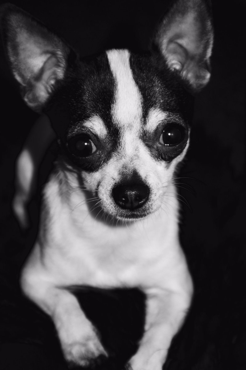 MiniBobbins's tweet photo. @MissDaisyTeacup 😍 https://t.co/Dpw6gERMeg