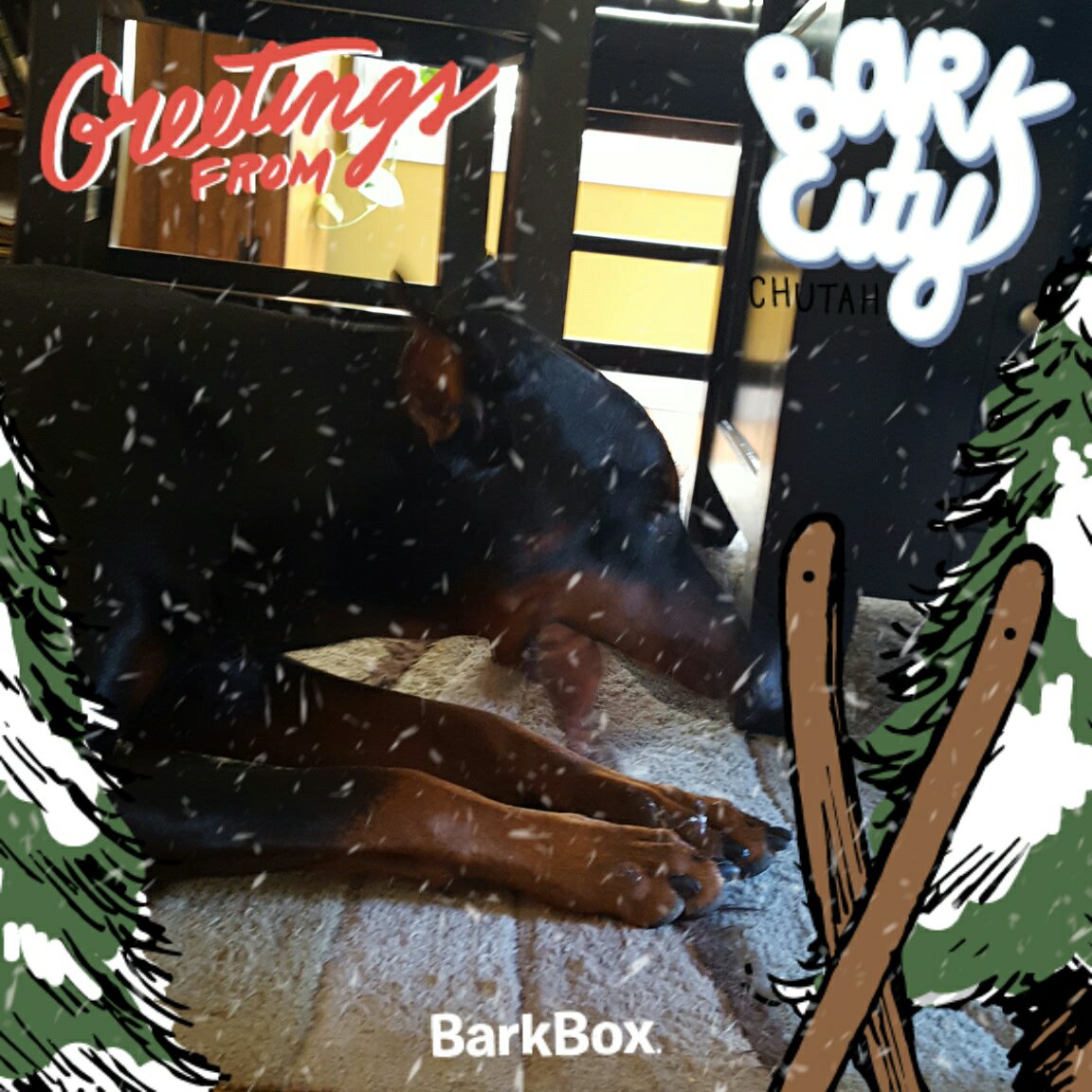 JenWolz's tweet photo. Check out my pup in this pawsome photo! Loves his pork hide chew. Thank you @barkbox
#BundleUpPup https://t.co/i5qsiyE1Up