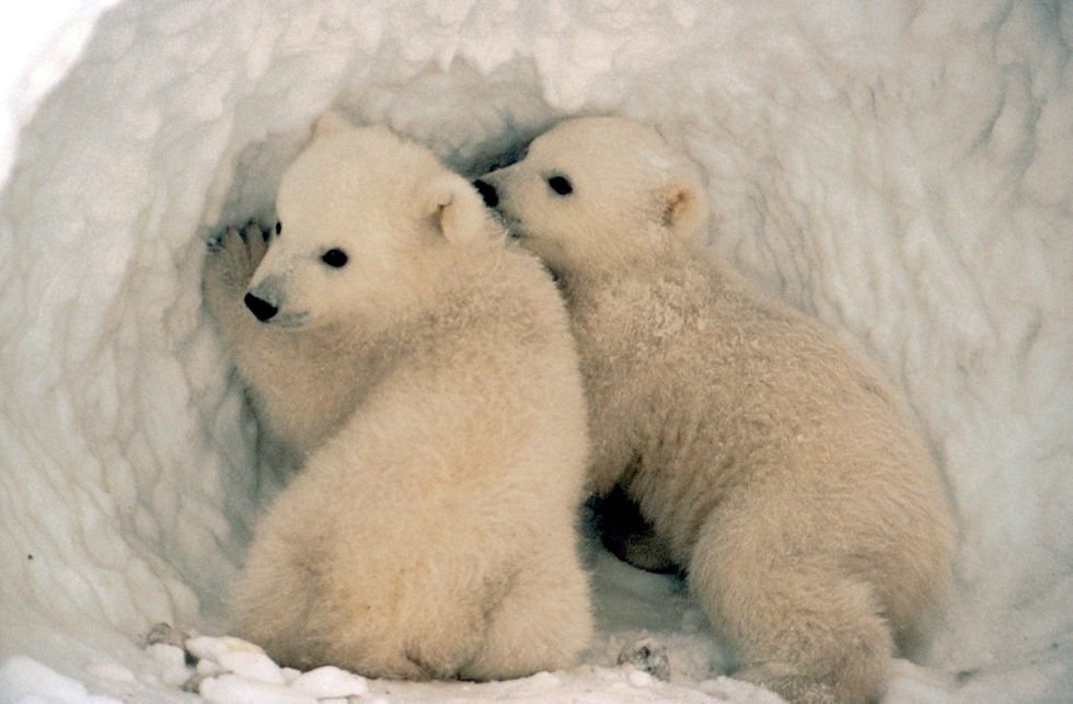 Two baby polar bears huddle in the snow