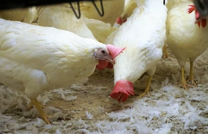 Industriavicola's tweet image. BFFC de #Brasil usará sólo huevo de gallinas sin jaulas buff.ly/2hX65vf #cagefree #gallinaslibres #huevos
