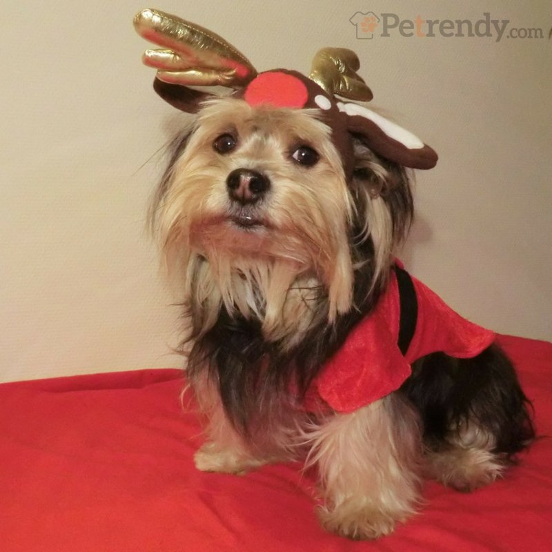 Rudolf the red-nosed Reindog
Get some cute antlers for your cat or dog from <a href="/petrendy/">Petrendy</a> 
Spread the #xmas cheer!
ow.ly/dzIL3076Skh