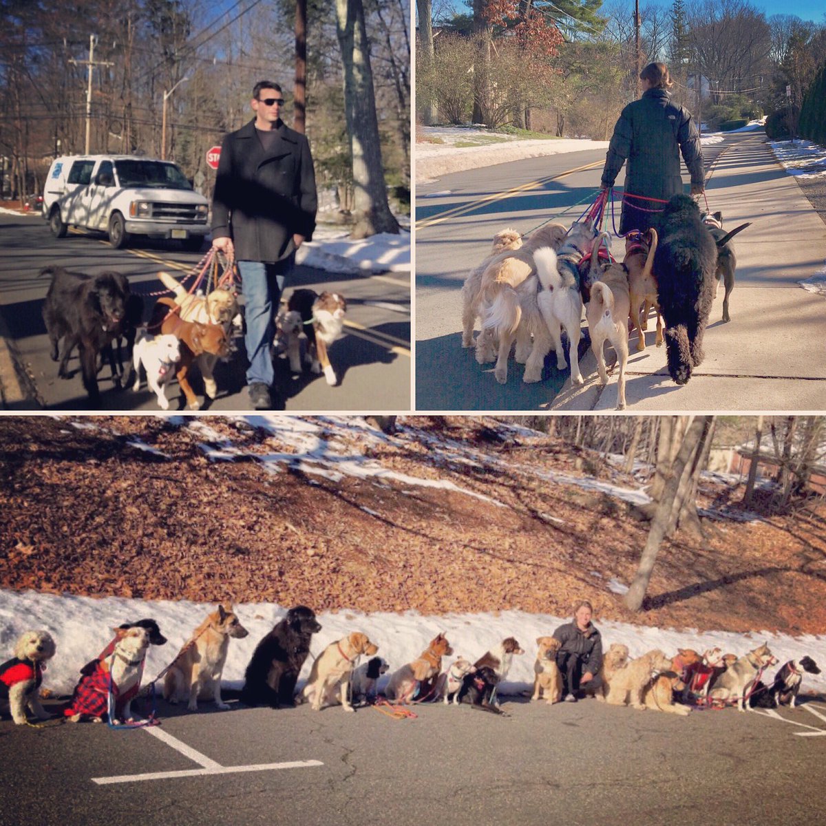 MuttsOnMainNJ's tweet image. Never walk alone ❤️🐾