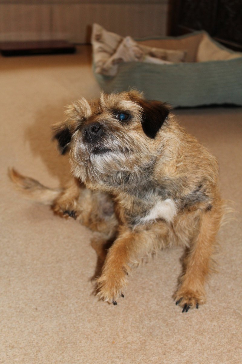 bendyrower's tweet photo. @fitzpatrickref you're a true gent. Your actions for River &amp; her family went above &amp; beyond. Meet Rosie! #BorderTerrierLove #DisabilityLife https://t.co/gV3rT2LKO1