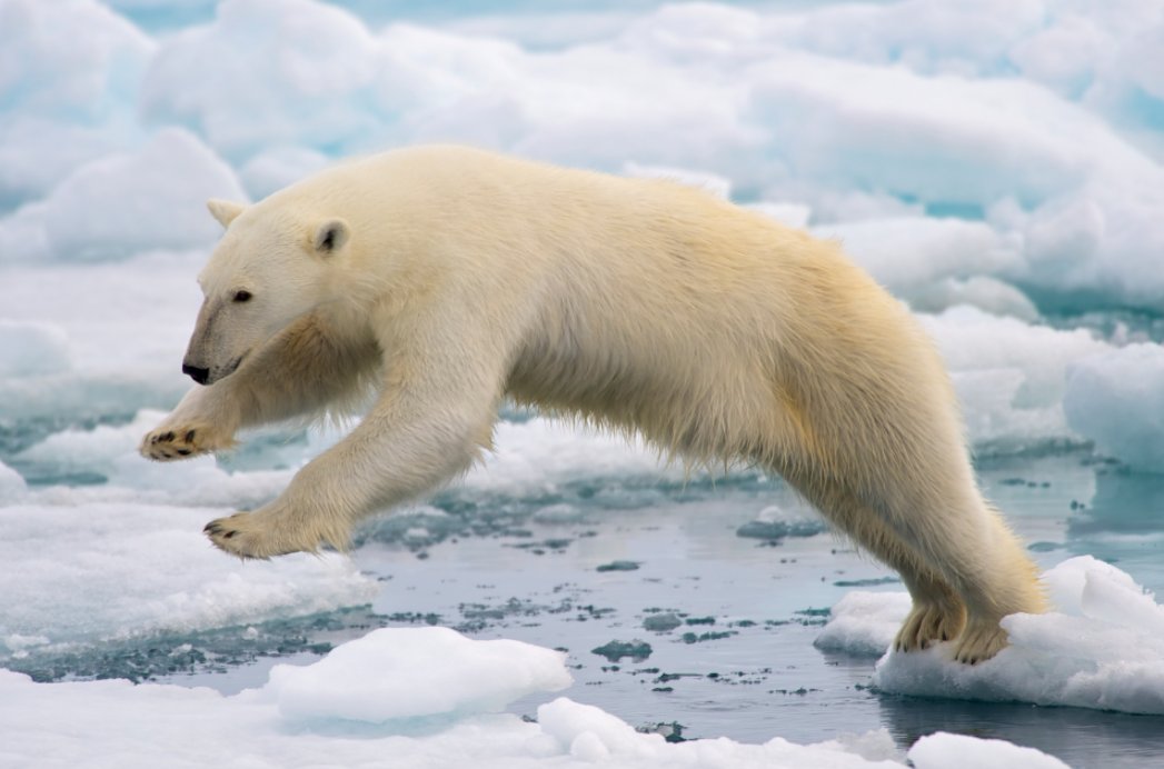 SylviaEarle's tweet photo. Jump for joy! President Obama just banned drilling in huge swaths of the Atlantic &amp; Arctic #oceans https://t.co/Yh1lWauJos #climatechange https://t.co/8DsB3swAUy