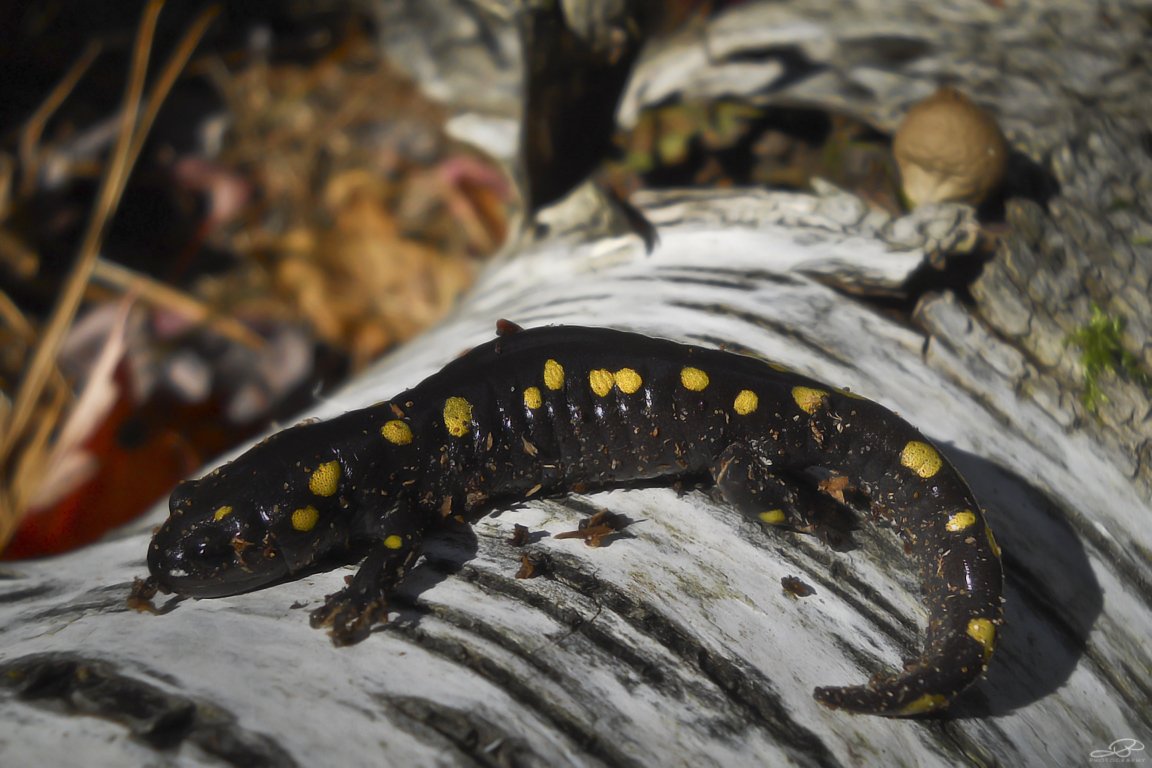 JB's Native Garden🦋 tweet media