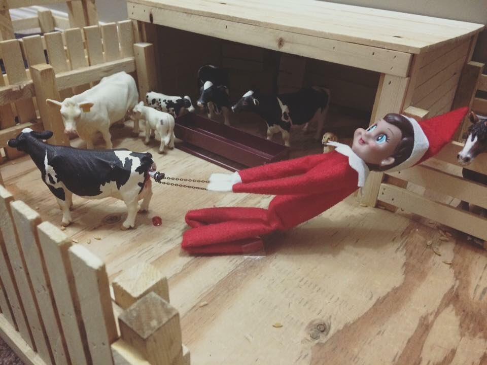 Hopefully "Elf on a Shelf" is still a thing when (if) I have kids, because this is happening. #FarmKidLife