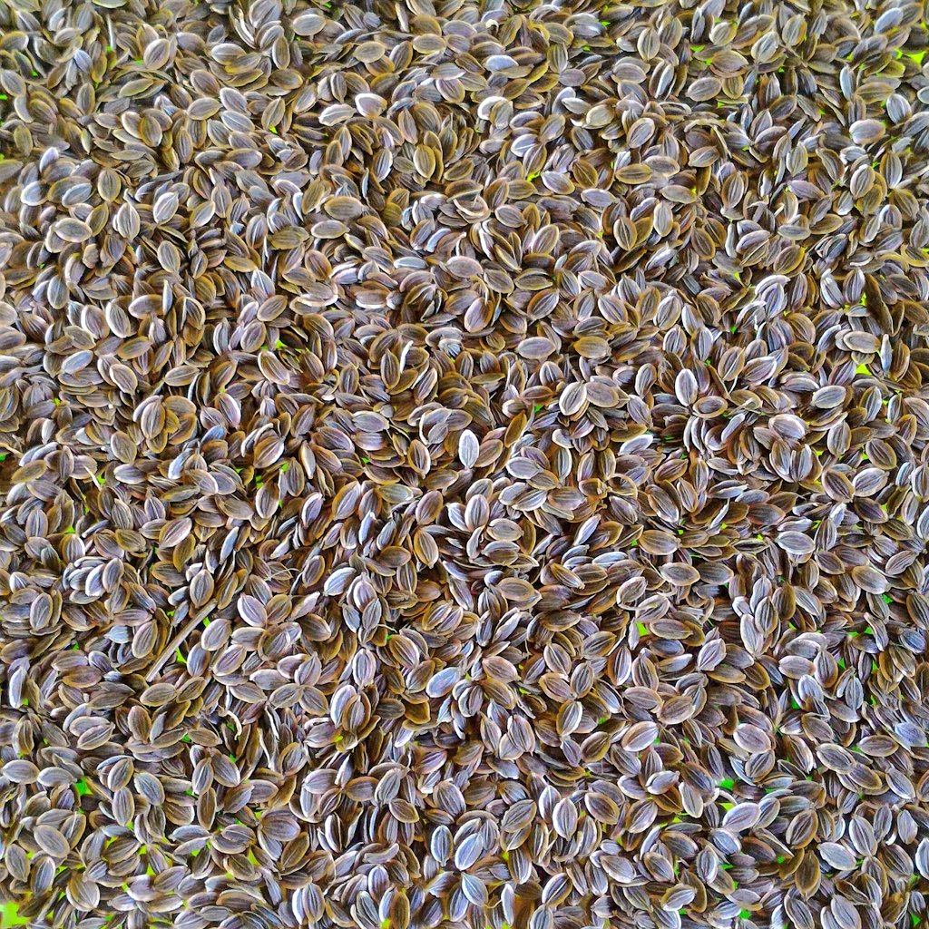 Dill Seeds, our Favourite Herbs. #herbs #dill #organic #seeds #permaculture #slowfood #Bali
