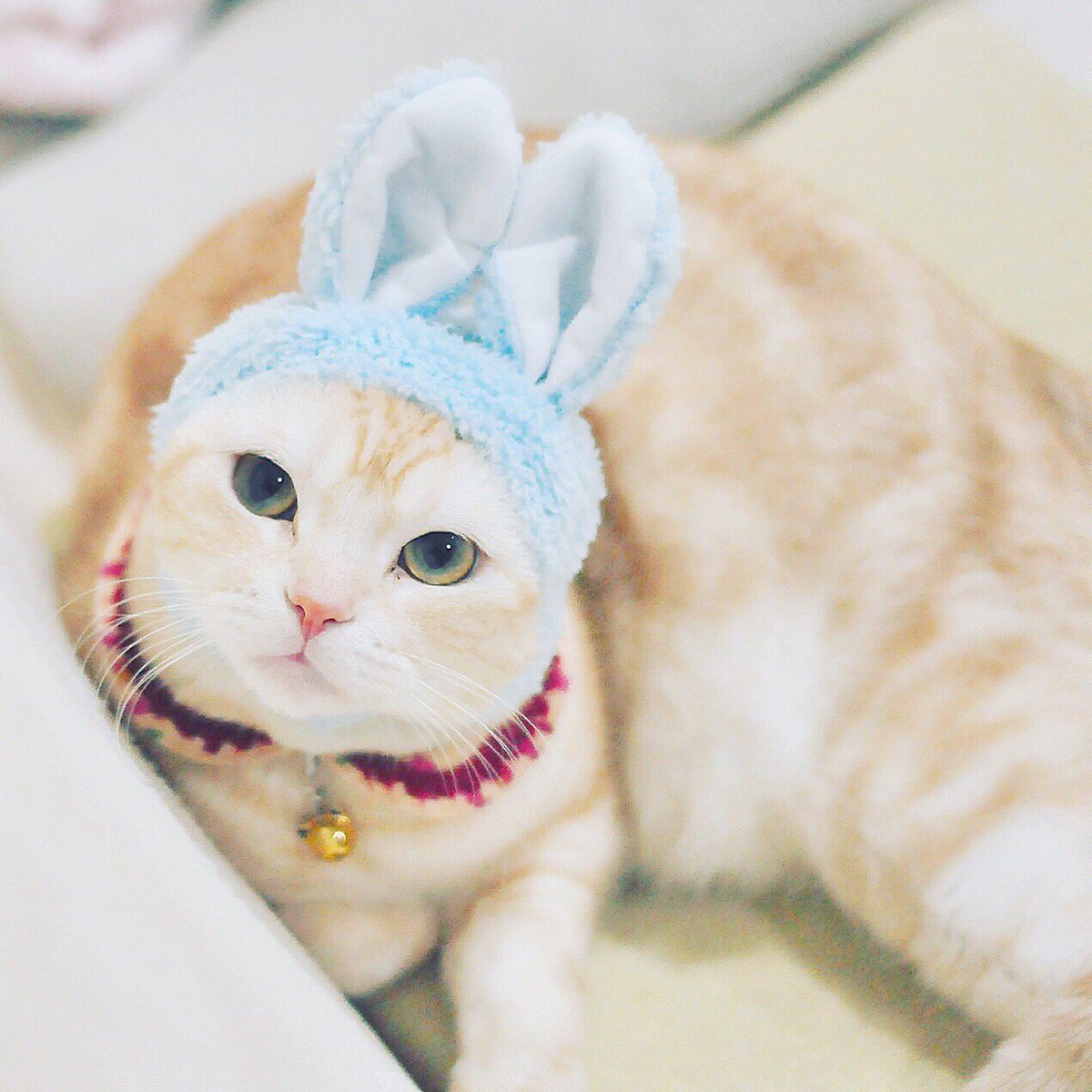 かわいいかわいいねこうさぎちゃん