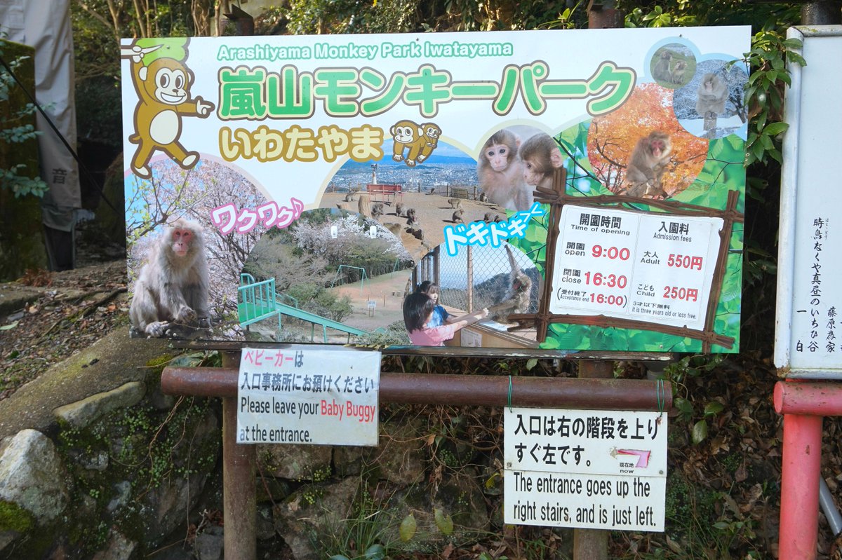 Sharing Kyoto The Infant Monkeys At Arashiyama Monkey Park Are So Cute Have You Been To Arashiyama Monkey Park How Did You Like The Monkeys T Co Zivhhxhduq