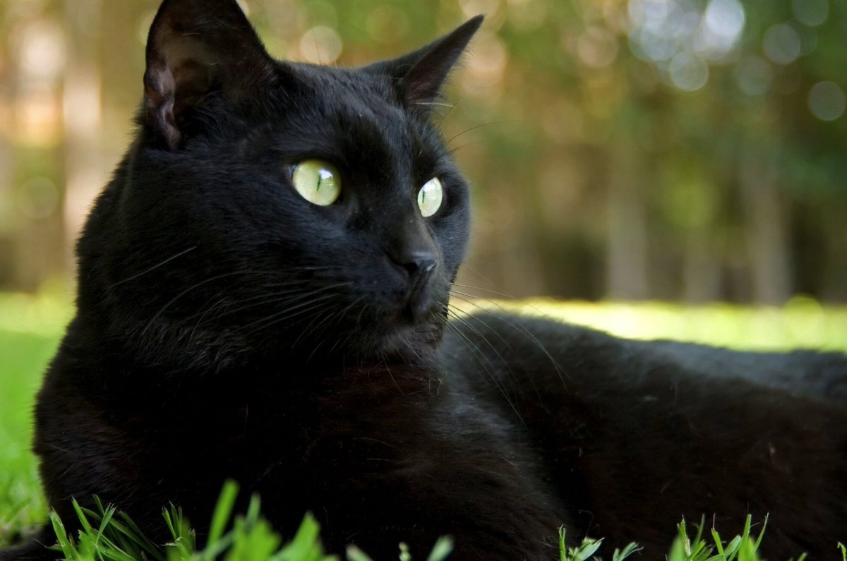 PETA_Latino's tweet photo. Los gatos negros son menos probables de ser adoptados de los albergues. 😢 ¡RT si amas a los gatitos negros! https://t.co/R3x0caxfQ6
