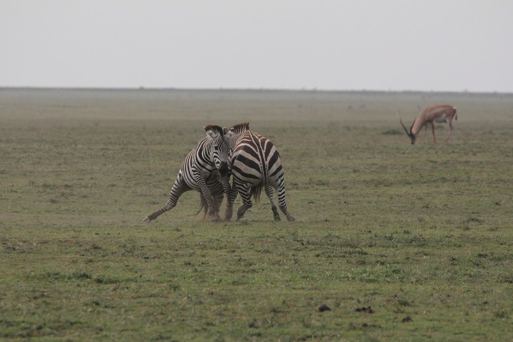 AMinded2's tweet photo. RT @AnneWHilborn: More #beststripes fighting @SophieLGilbert https://t.co/UlHcana7XB