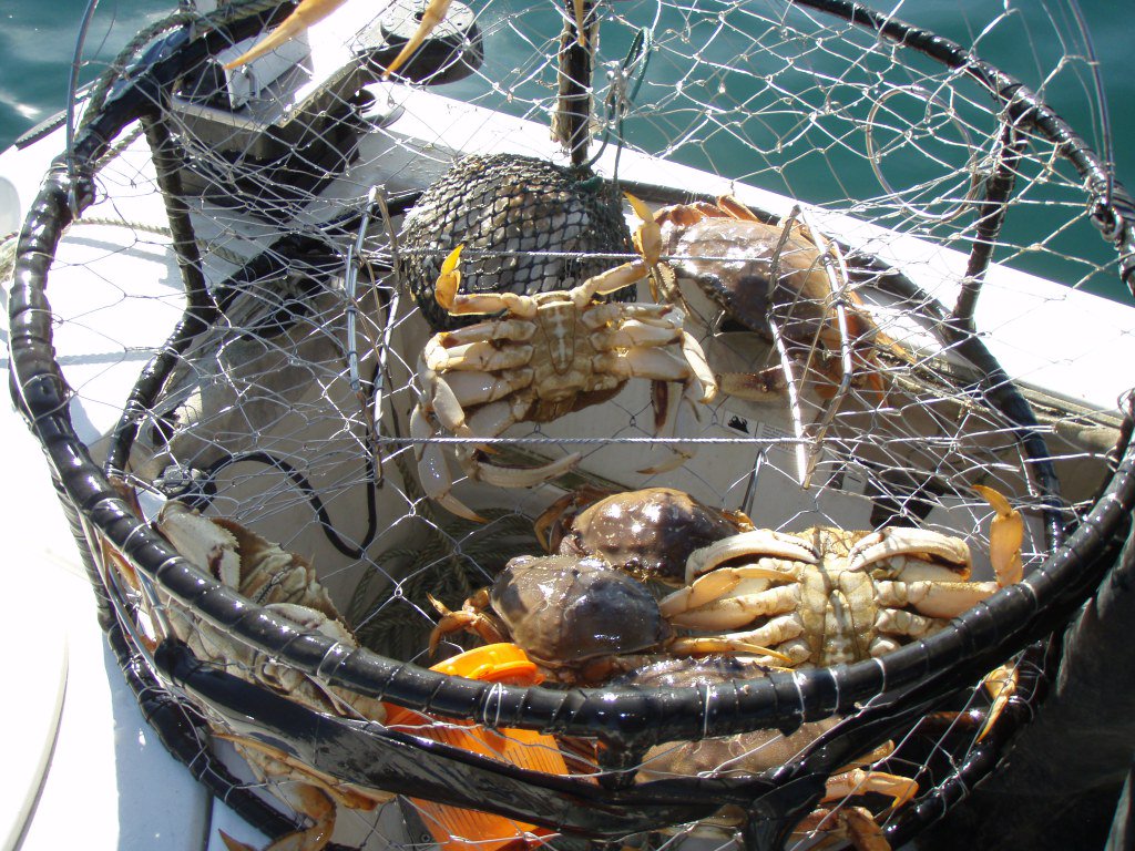 CaliforniaDFW's tweet image. More of Commercial Dungeness Crab Fishery to Open; One Area Will Remain Closed cdfgnews.wordpress.com/2016/12/20/mor…