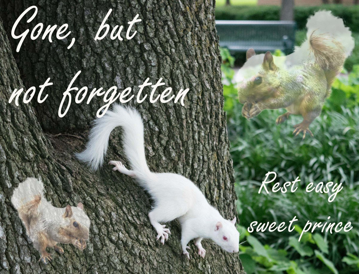 UNT_UPC's tweet photo. Lucky was an integral part of the #UNT spirit, and he will be missed dearly. #RIPLukcy #UNTSquirrel #JusticeForLukcy https://t.co/zVqIrjMERY