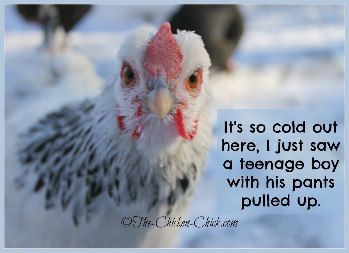 brenda_stlouis's tweet image. #howcoldisit