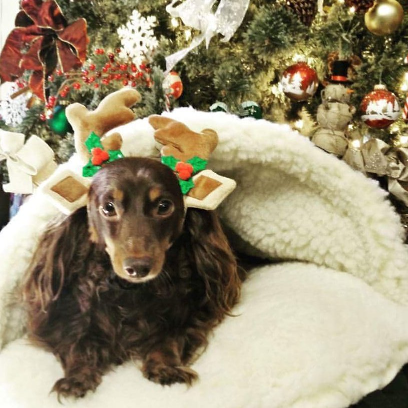 peacelovepaws's tweet photo. #Christmas #london #londonlabrador #dachshund #doxie #wienerdog #holuday #hope #loved #daughter #family #mywholelife https://t.co/LKesjl3UYD