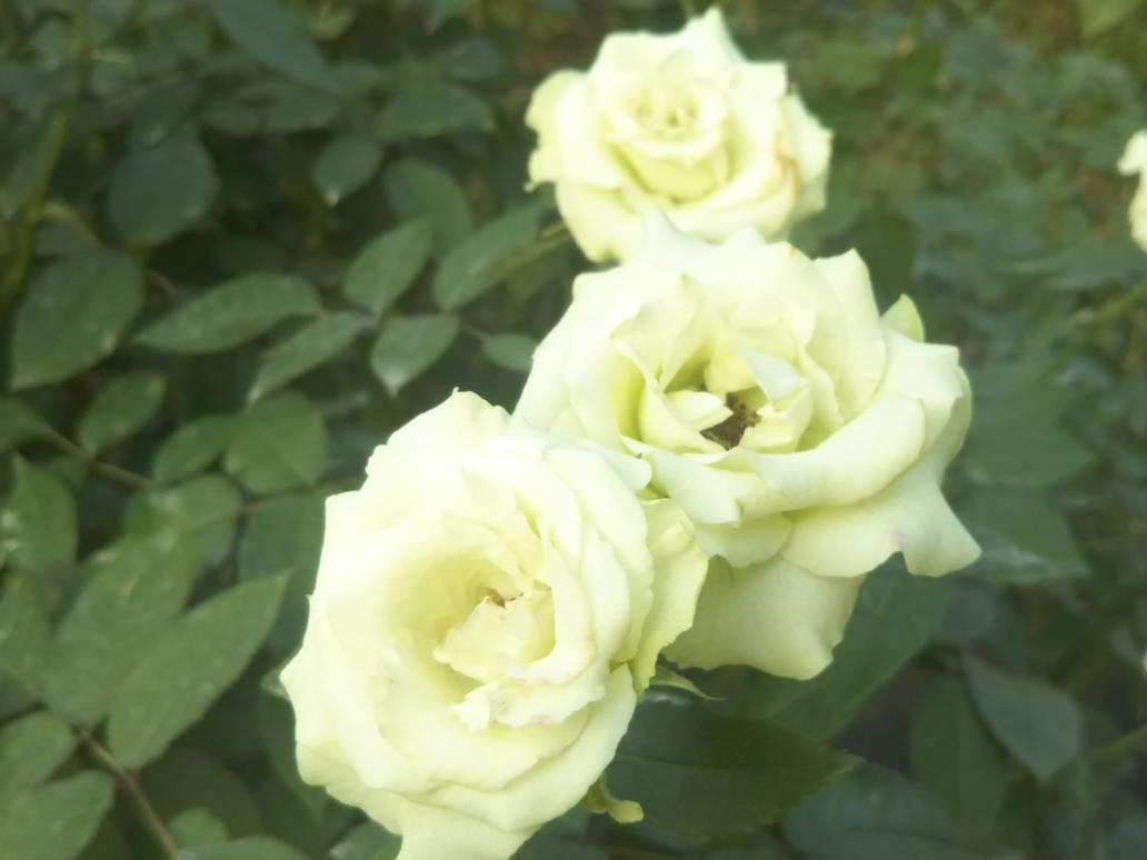 おさる フランス国旗の白は自由を意味し ベルばらの白いバラは自由を意味するとも言われていてスタミュは赤いバラのみで残念 元々はベルばらは ベルサイユのばら達と言うタイトルにしたかったそうだから バラはあの時代を生きた女性を示す T