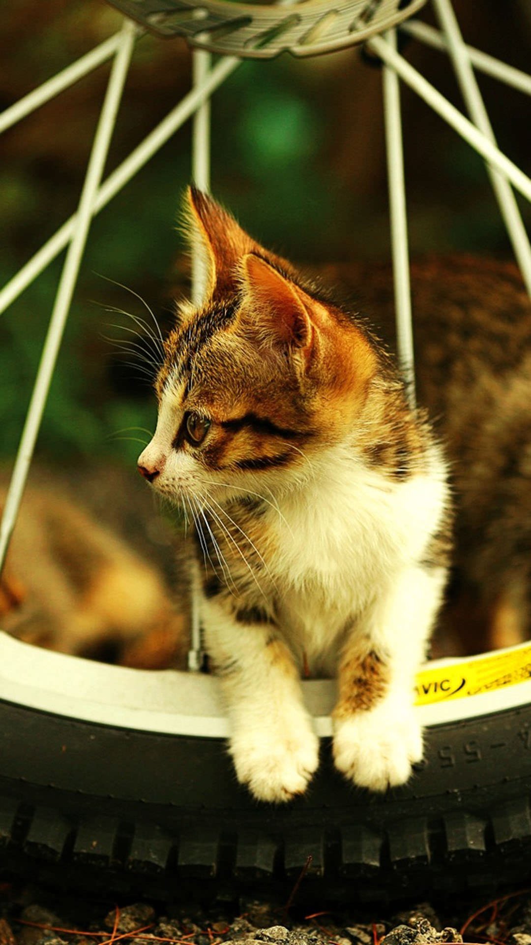 猫派の縦画 待ち受け画像 1080x19pixel Iphone7 Plus対応 猫の待ち受け画像 猫の画像 猫画像 猫 ねこ ネコ 待ち受け 待受 Iphone7 Iphone7plus Rtお願いします
