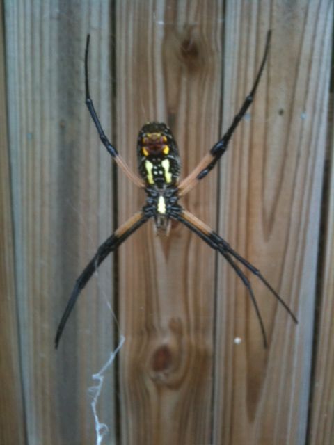 Giant orb weaving spider or Garden Orb Argiope aurantia Great spider even neater web Harmless