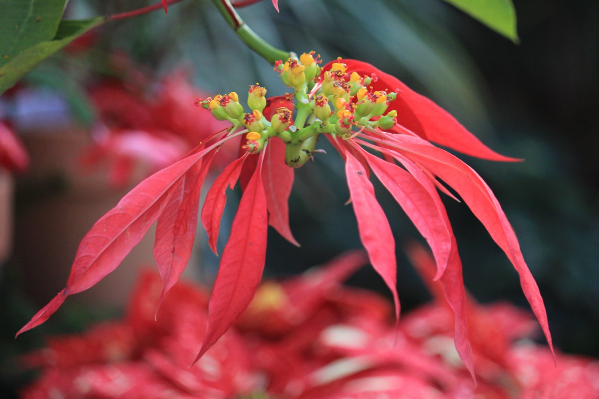 咲くやこの花館 本日は野生のポインセチア です 赤く色づいているのは苞 ほう で 中央にあるのが花 花を拡大してみると ちょっぴりセクシーな黄色い唇が この蜜腺でアリなどの虫 を誘惑します ぜひ肉眼でも見える ポインセチアのマクロな世界にご