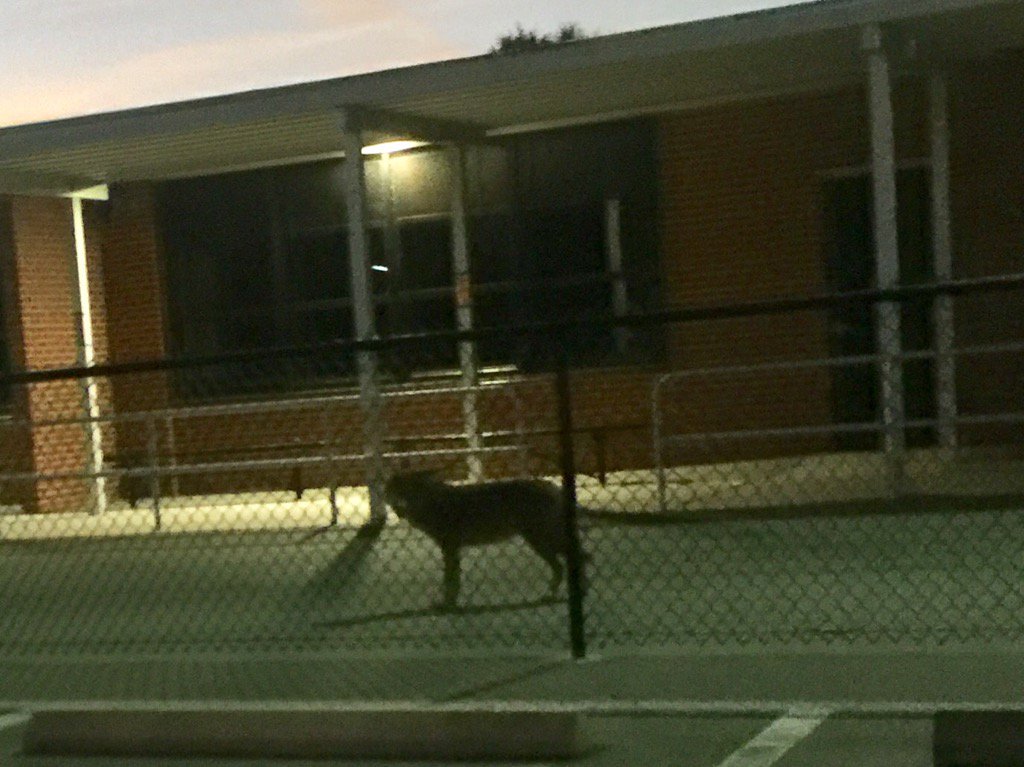 anthonypedicini's tweet photo. @Larry_Ahern @ChrisLatvala @ChrisSprowls coyotes near Deleon Elementary at 7 am Mon. Any solutions? https://t.co/ziCVBCItmP