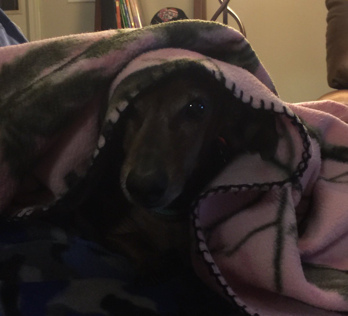 maria_tuo's tweet image. Come to the dark side #wienerdog  #pinkside