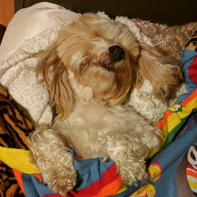 Yogiloki tweet media