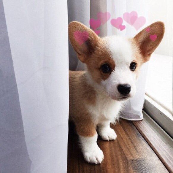happybeanss's tweet photo. @ughgraceffa :)💞 https://t.co/qgAPf2InWx
