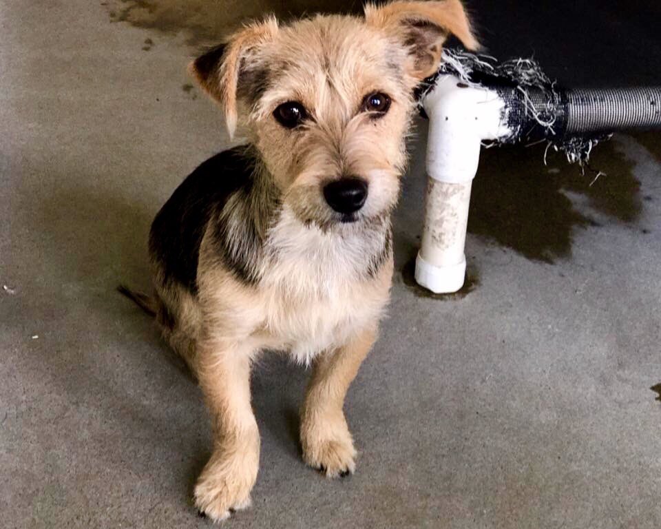 pupaid's tweet image. Remember rescue pets this Xmas. Donate food, toys &amp;amp; treats to your local shelter &amp;amp; save a life in 2017 :) #adopt