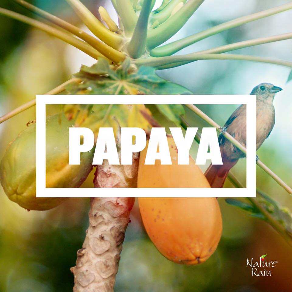 NatureRainMx's tweet photo. Prueba nuestro delicioso jugo TROPIC, una exquisita mezcla de PAPAYA + MARACUYÁ, te va a encantar! https://t.co/ztGcLAad6Y