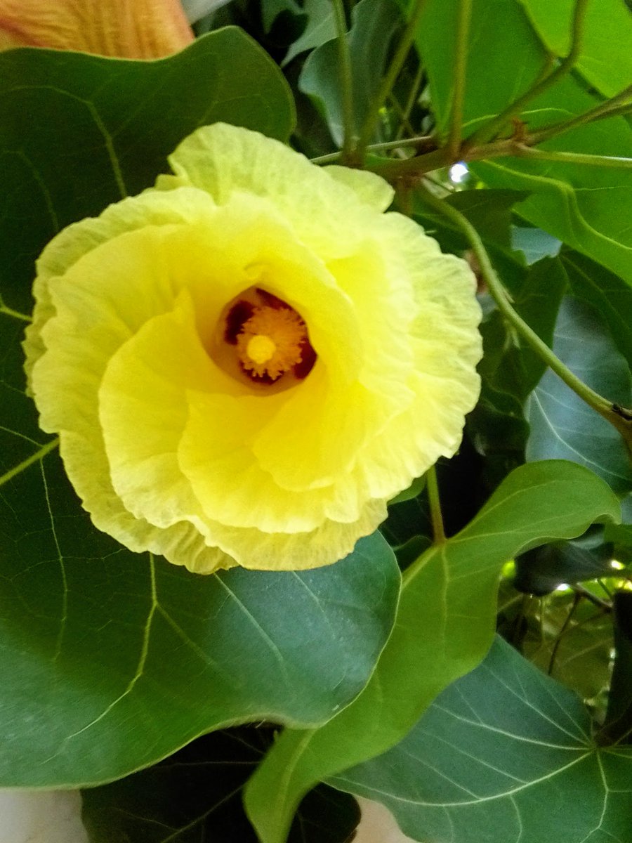 mohammedarifshk's tweet photo. #YellowFlower https://t.co/2eTAQ6oJcR