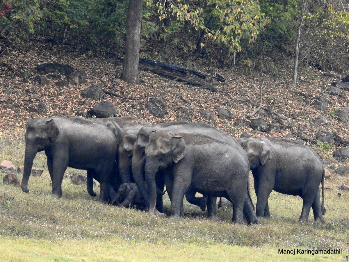 manojkmohan's tweet photo. Happy BirthDay Malayalam Wikipedia
Click from Periyar Tiger Reserve, Dec 2016
#mlwiki @MalayalamWiki @wikimediaindia @Wikipedia https://t.co/lJRRwHeWCR