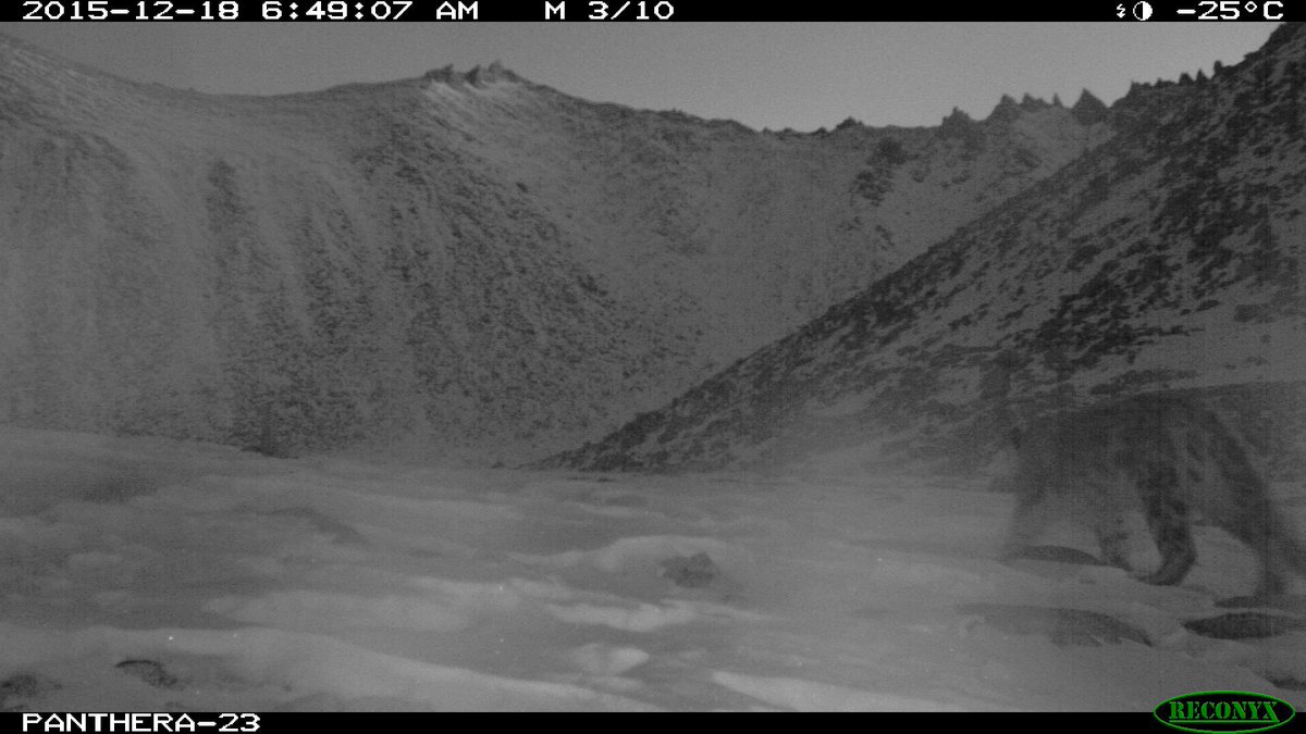 sm_kachel's tweet photo. Bears, snow leopards, wolves. It was a good camera site. https://t.co/vTNj0oBQ5Z