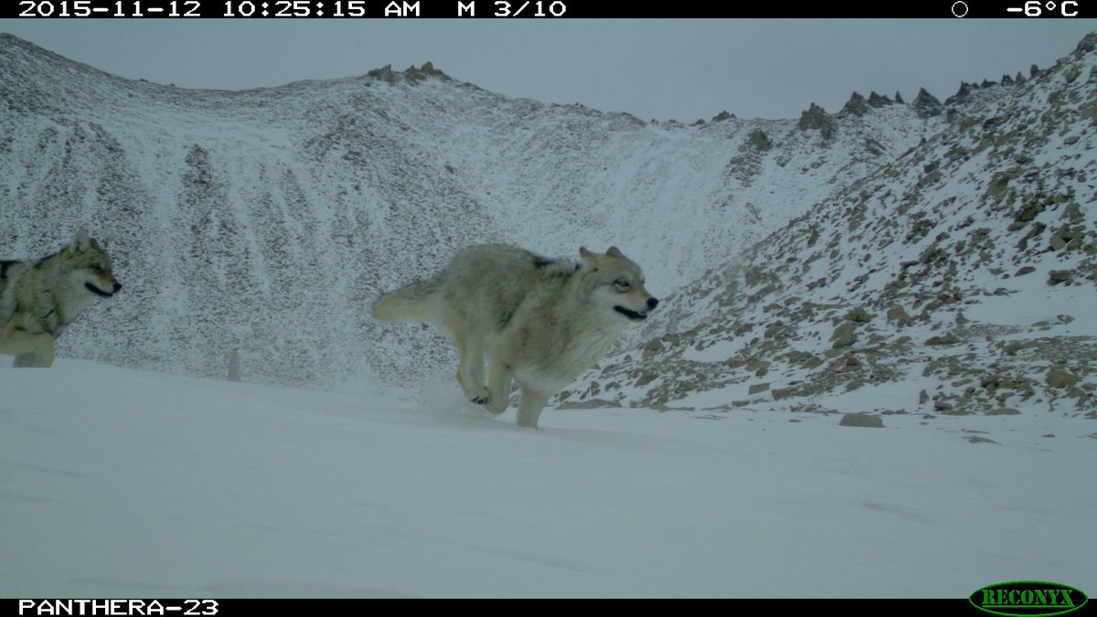 sm_kachel's tweet photo. Bears, snow leopards, wolves. It was a good camera site. https://t.co/vTNj0oBQ5Z