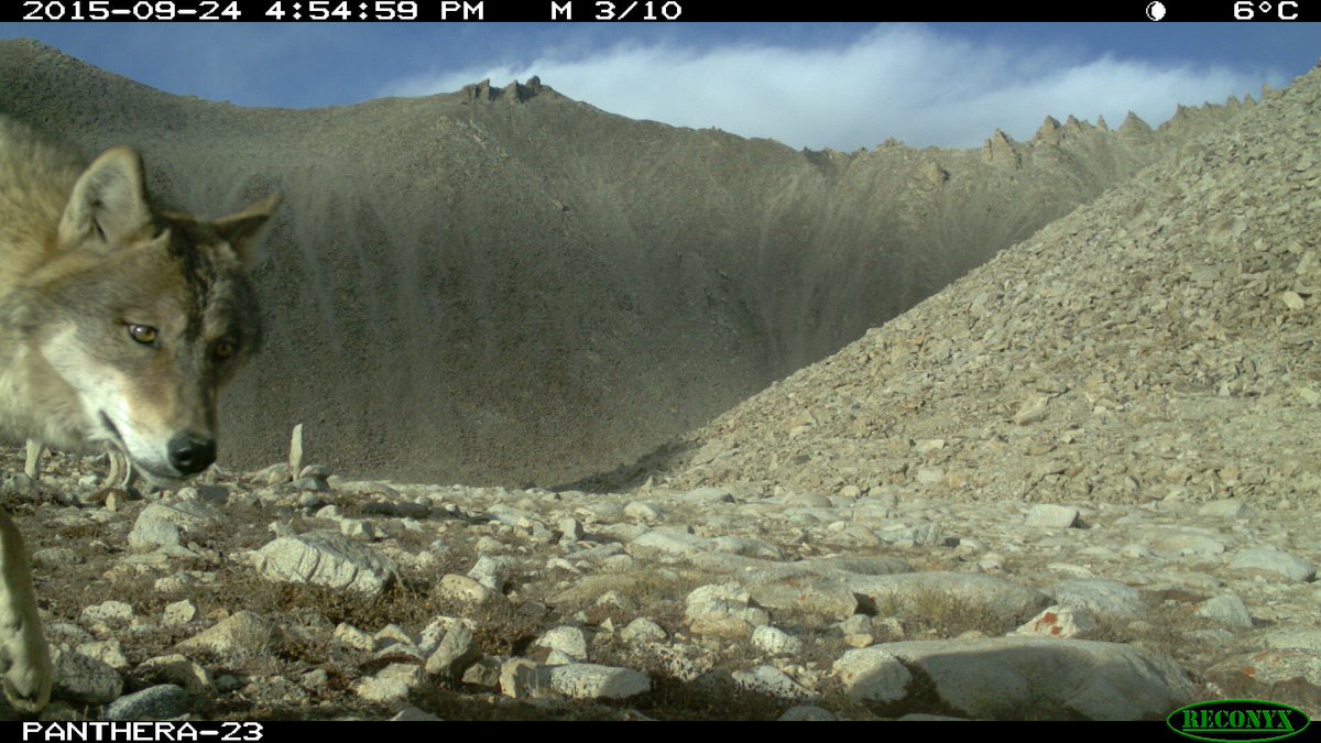 sm_kachel's tweet photo. Bears, snow leopards, wolves. It was a good camera site. https://t.co/vTNj0oBQ5Z