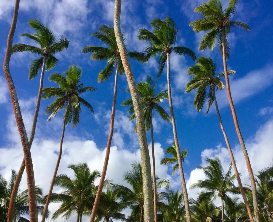TourismFiji's tweet photo. 'When the roots are deep there is no reason to fear the wind' 🌴  #FijiNow (📷 : IG'er @dimarch66) https://t.co/dLsFX0rF7x
