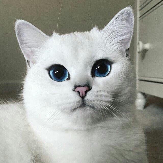 Ricky_FreeBird's tweet photo. Взаимно  #хеиззфолловит20k https://t.co/YSPSAsiCt3