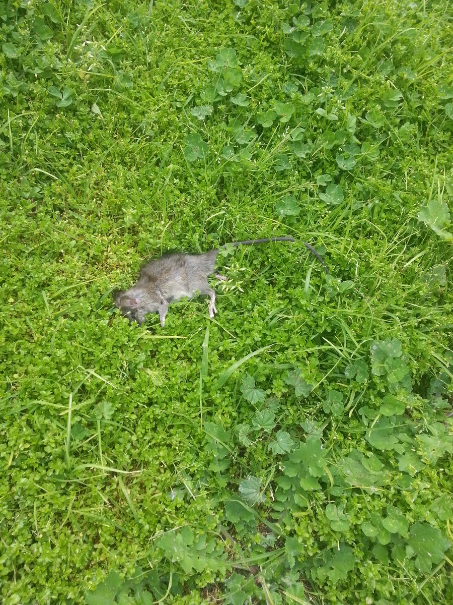 badswcasting's tweet image. A dead mouse i found while walking my dog once as Galen Erso