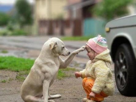 gezegenveinsan's tweet image. &apos;&apos;Bir semtin sokak hayvanları sizden kaçmıyorsa orada yaşayın; çünkü komşularınız güzel insanlardır.&apos;&apos; 

Goethe