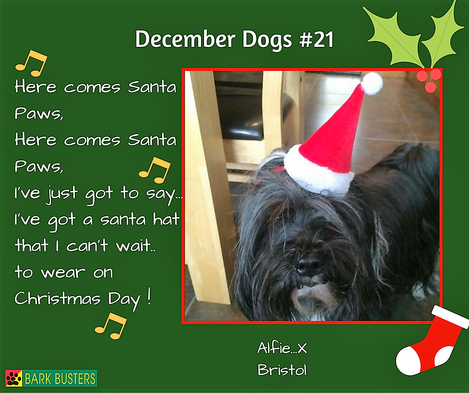 BarkBustersUK's tweet image. Here comes Alfie! He is a friend of Bark Busters and his dad said he could be a December Dog. Thanks Alfie!
#Dogs #DecemberDogs #DogTraining