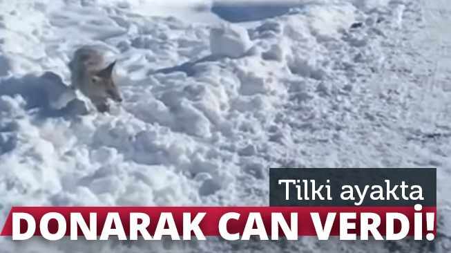 ulkecomtr's tweet photo. Bayburt'ta tilki ayakta dondu!

https://t.co/G07D4H7Pqr https://t.co/3BLxw5ZVRH