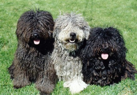 モップ犬 コモンドール と少年がはしゃぐ写真がまるでファンタジーの世界 Togetter モップ犬 コモンドール と少年がはしゃぐ写真がまるでファンタジーの世界 Togetter
