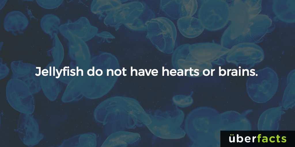 UberFacts's tweet photo. We've all dated a jellyfish at some point.
https://t.co/cjV8BdnzLg https://t.co/caTach4kor