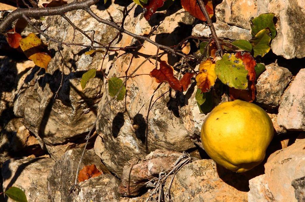venusuniversal's tweet image. Els #codonys del #Guixà amb vi dolç:

4 codonys
100 grams de sucre integral (tipus panela … ift.tt/2hYHwOJ