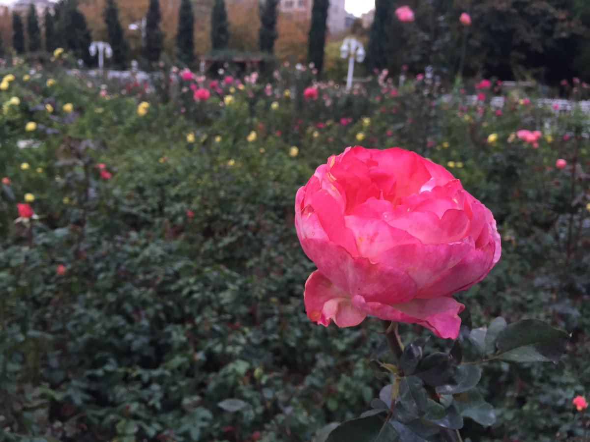 Güle bağlıdır hayat.
Uzak bir bahçede salınıp, havaya kokusunu veriyorsa hâlâ, çöl de yaşayanlar, umut etmeyi sürdürecektir.