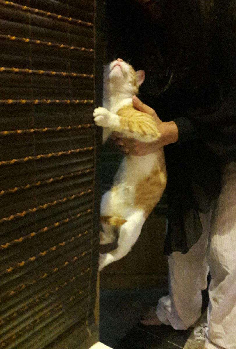 TheaqsaZ's tweet photo. The poor cat doesnt want to go out 😅 #crazycat https://t.co/vQLQGLYusG