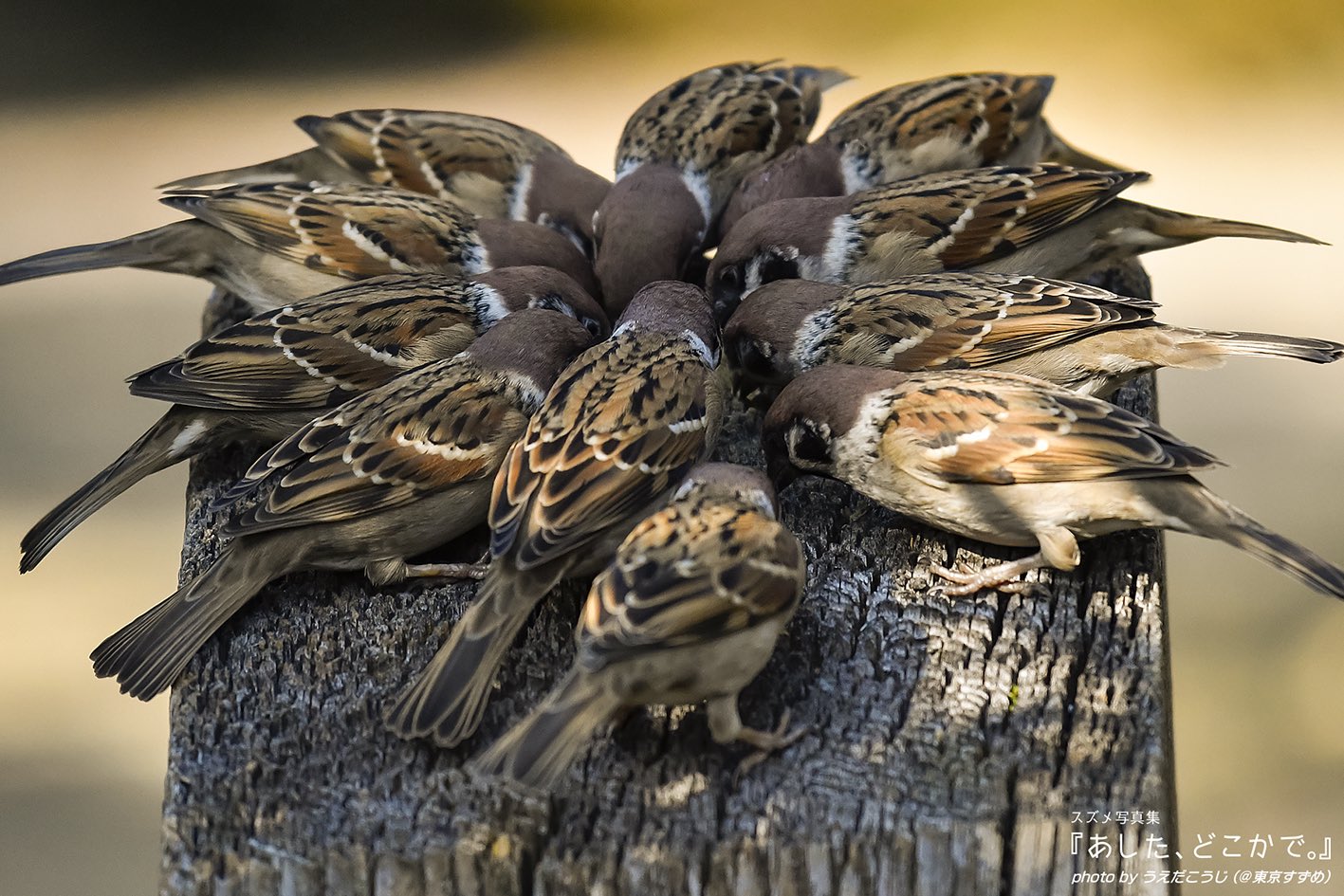 東京すずめ 公式 大家族会議 小鳥 鳥 Bird 動物 Animal 癒し スズメ 雀 Sparrow 自然 足もとの自然 身近な自然 写真 Photo 家族会議 スズメ写真集 あした どこかで 詳しくは 東京すずめ 公式 大家族会議 小鳥 鳥 Bird 動物 Animal 癒し スズメ 雀 Sparrow 自然 足もとの自然 身近な自然 写真 Photo 家族会議 スズメ写真集 あした どこかで 詳しくは