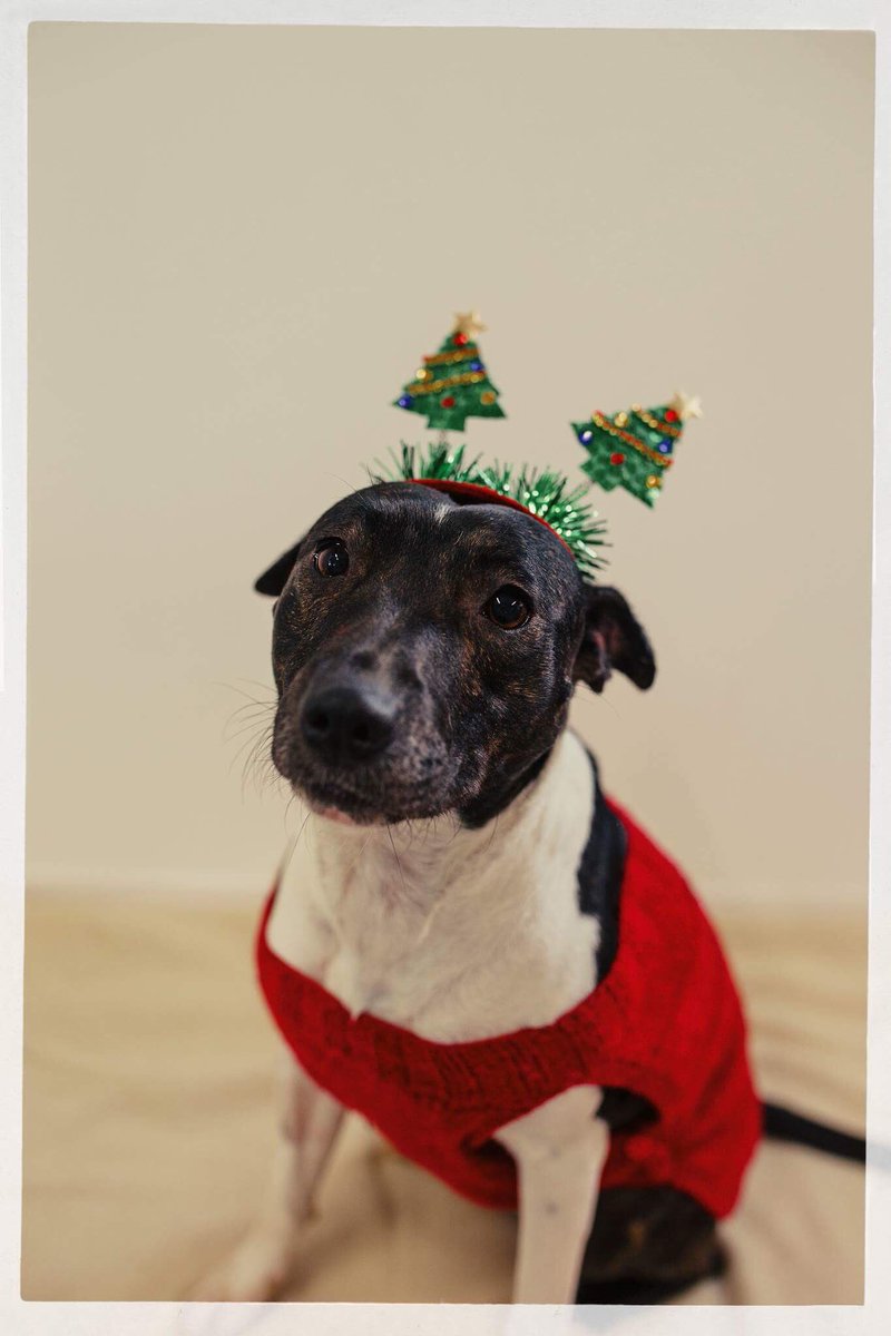 rainrescue's tweet photo. Daisy - This gorgeous girl is also waiting patient - we so hope she will spend Xmas in a home! #AdoptDontShop https://t.co/DZZMl5oV0I