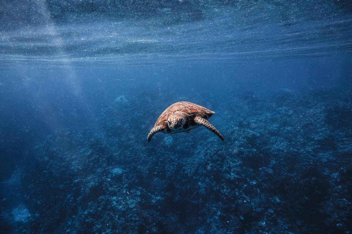 Making new friends on the reef with <a href="/kpurlingphoto/">mycolourfulworld_</a> - isn't he gorgeous! #Turtle #GreatBarrierReef